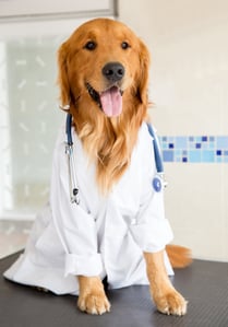 Beautiful dog dressed up as as a vet