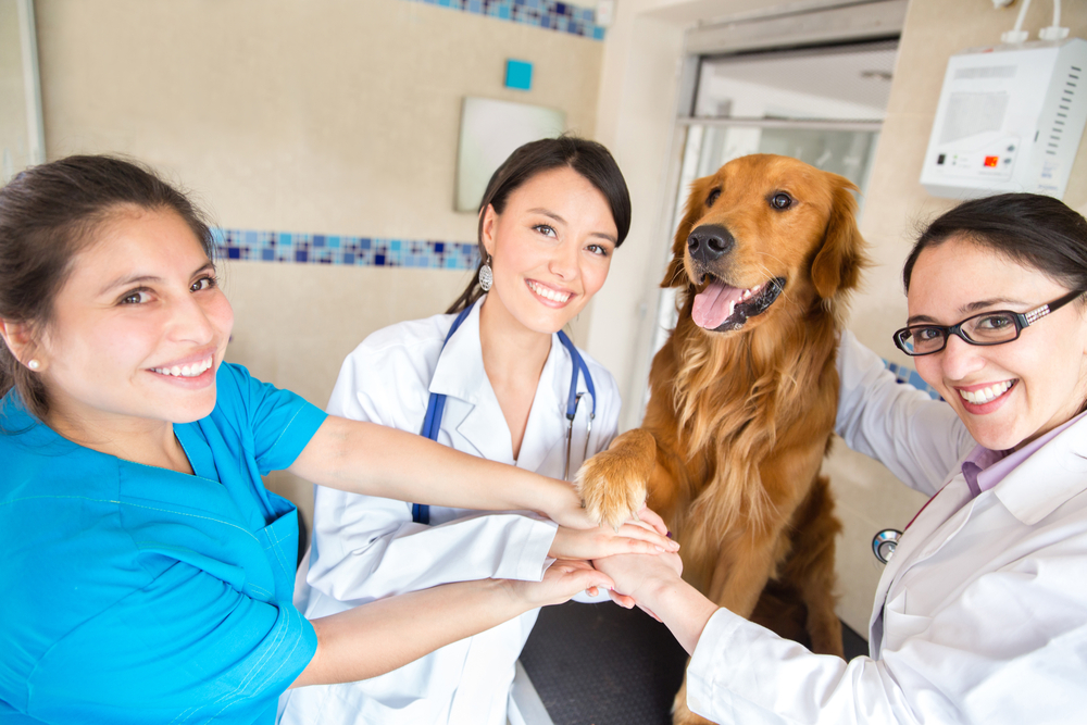 Teamwork at the vet with a group of doctors joining hands with a dog